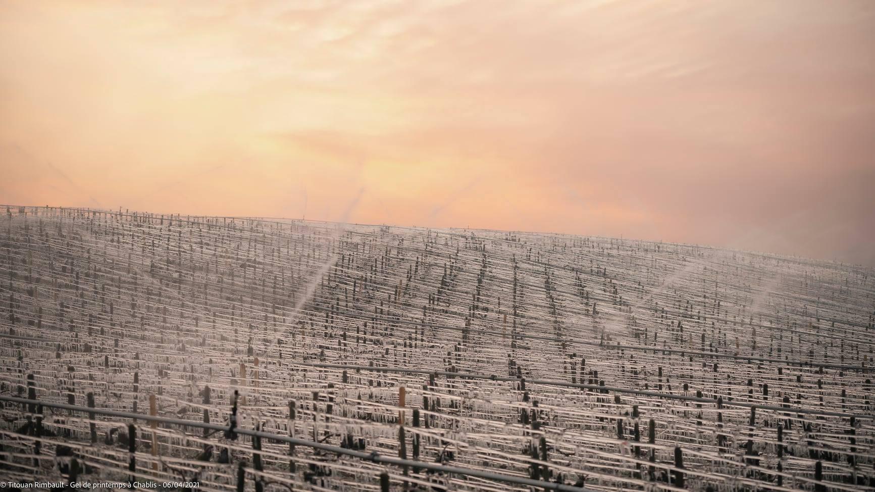 &Icirc;nghețul a afectat 80% din principalele podgorii din Franța.